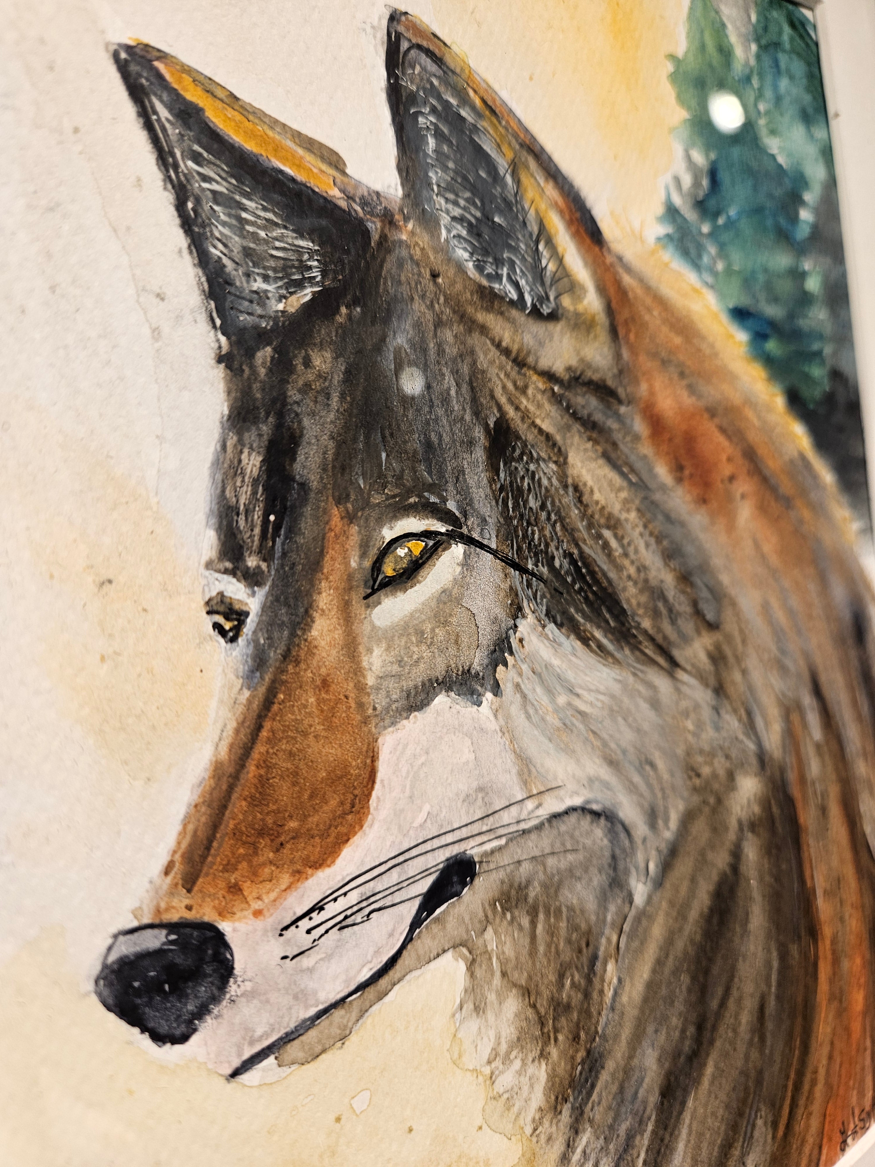 Ulv 8 - Medium Akvarell