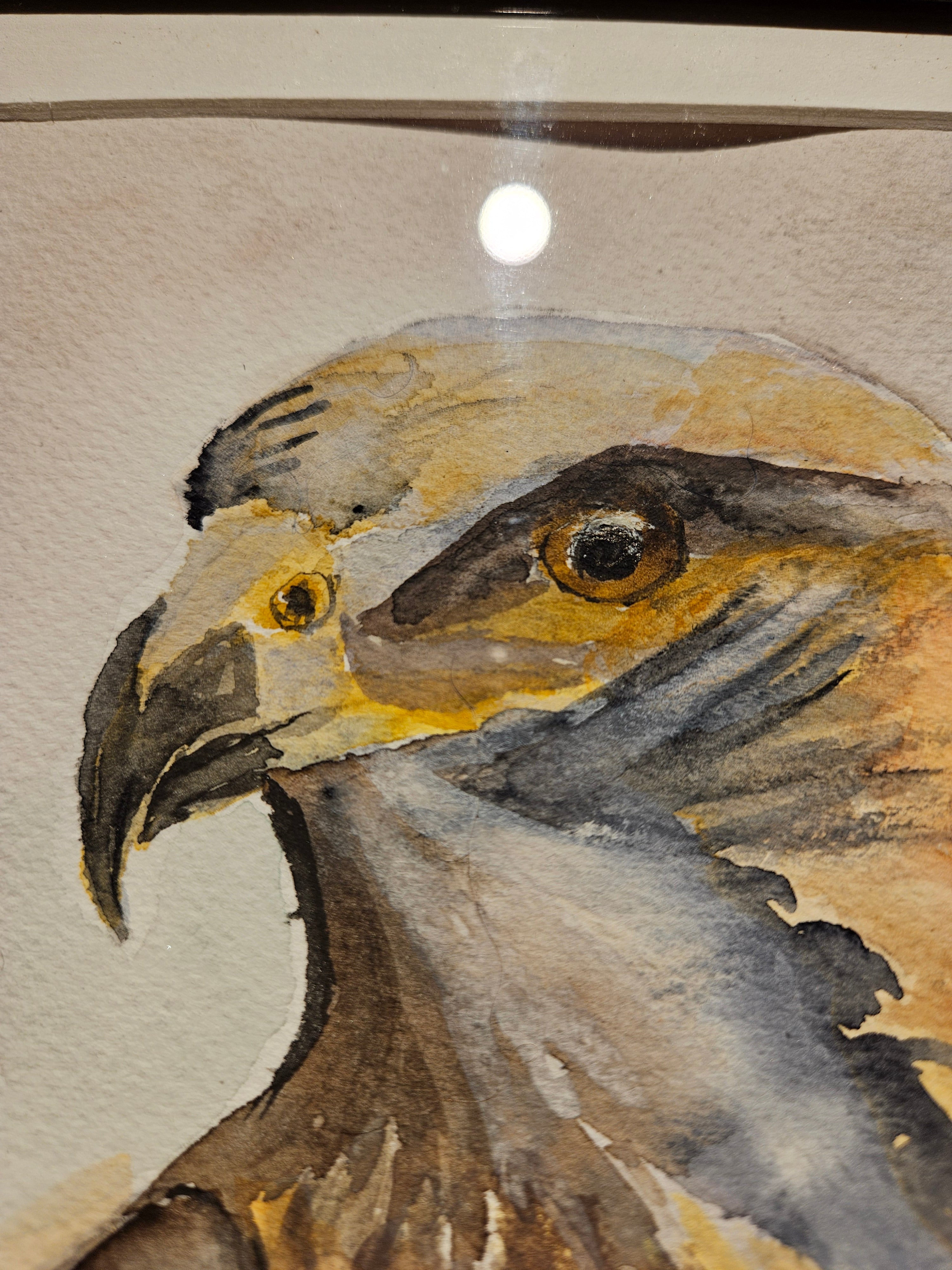 Ørn 2 - Medium Akvarell