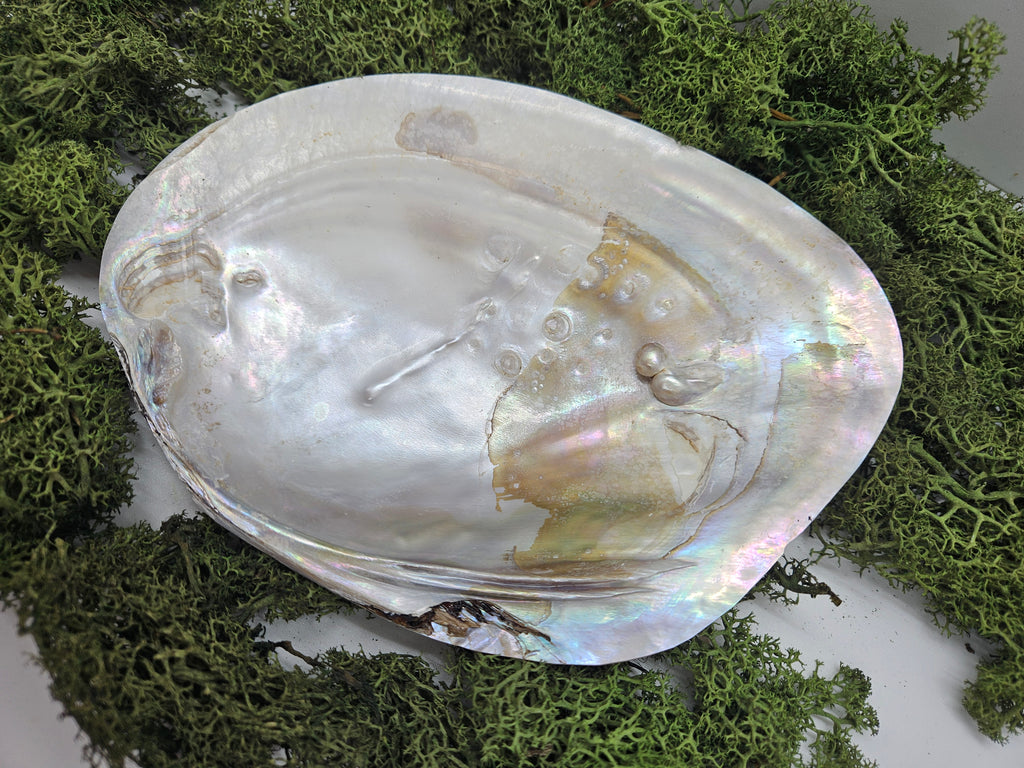 Skjell Ferskvannsperle