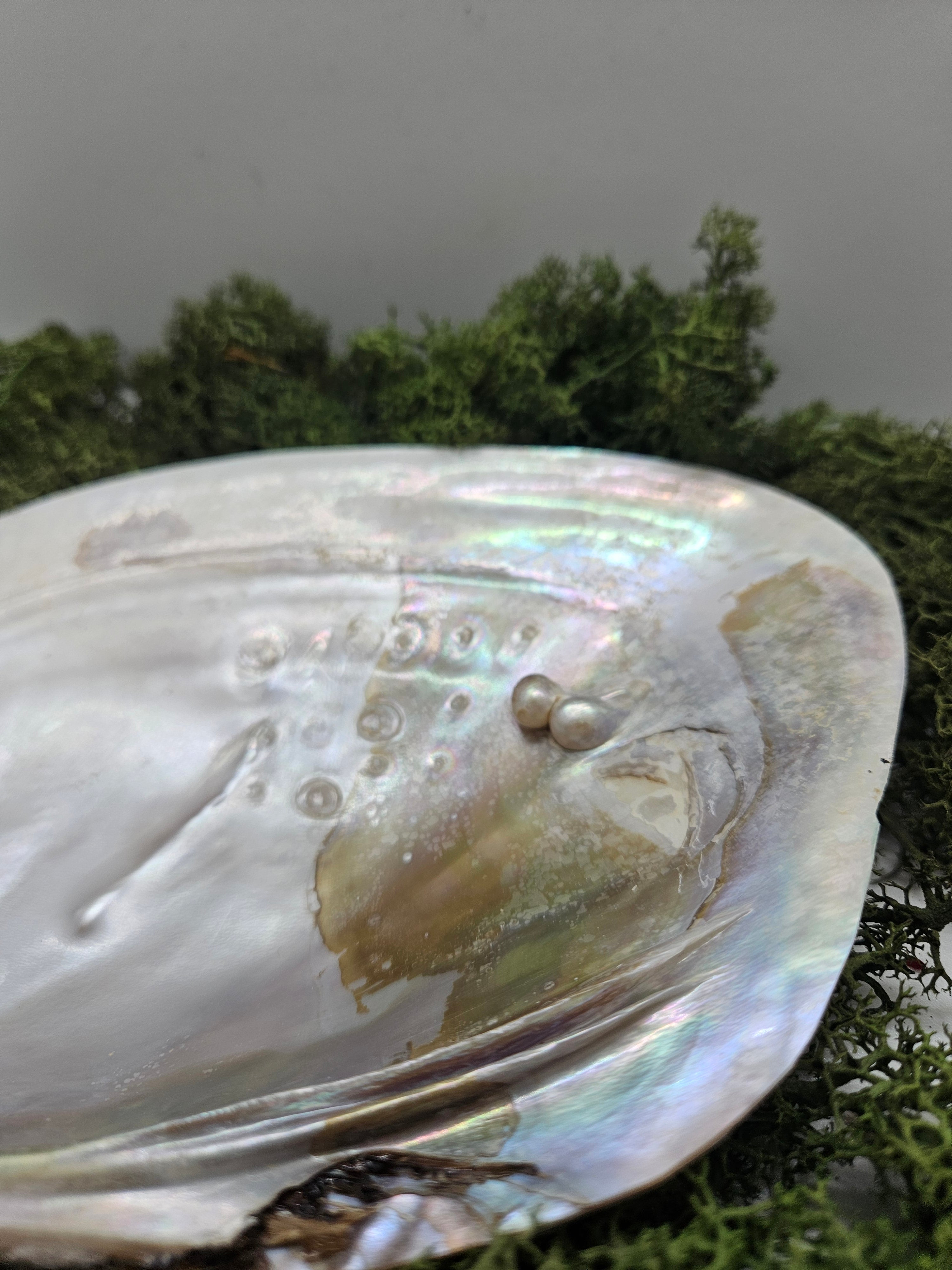 Skjell Ferskvannsperle