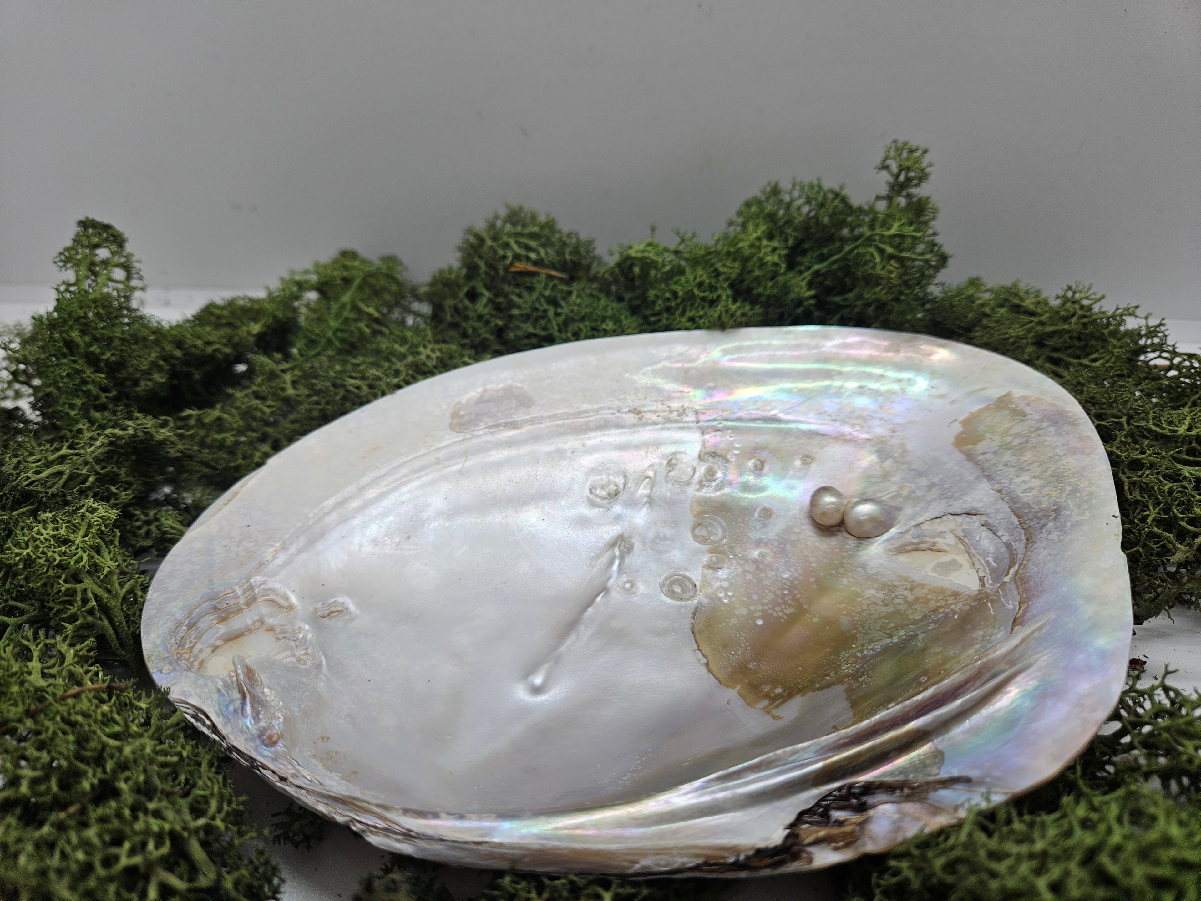 Skjell Ferskvannsperle