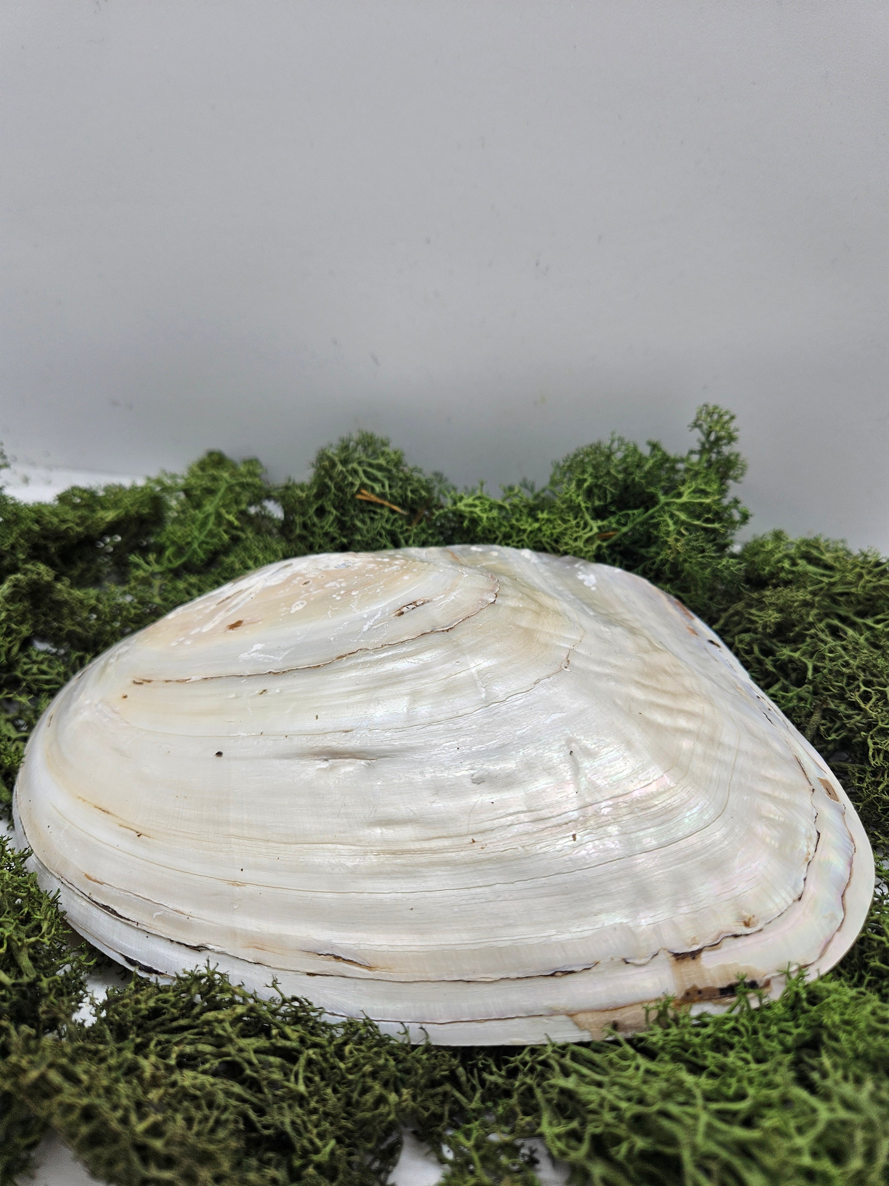 Skjell Ferskvannsperle